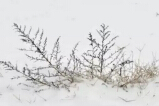 赏雪（小诗一束）