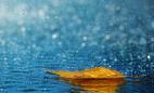 金国旗诗歌：清明雨