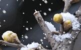 初雪