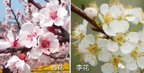 【干货】桃花、樱花、海棠、梨花傻傻分不清，春花那么多你都会赏吗？