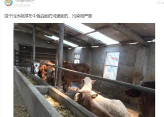 【4月3日“我要报料”有爆料】养牛场直排粪污　陈集镇“充耳不闻”