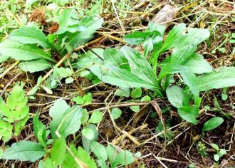 蓬蒿、香椿、草头……本期的春日限定最美味野菜之……