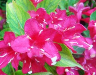 【优秀作品欣赏】美丽的丝网花