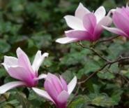 【优秀作品欣赏】玉兰花开