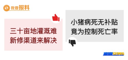 【4月12日“我要报料”有爆料】小猪病死无补贴　竟为控制死亡率！