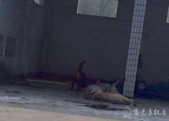华冲镇：病死猪露天堆放　附近村民急了