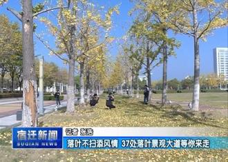 【视频】落叶不扫添风情！宿迁37处落叶景观大道等你来走