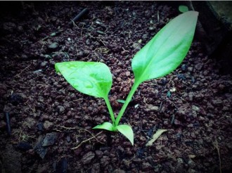 【优秀作品欣赏】我最喜欢的植物