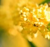 【优秀作品欣赏】我爱桂花　