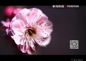 【视频】三台山的梅花开了　美到无法自持！