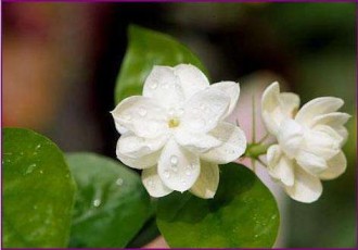 【优秀作品欣赏】茉莉般的爱