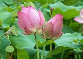 【优秀作品欣赏】我爱荷花