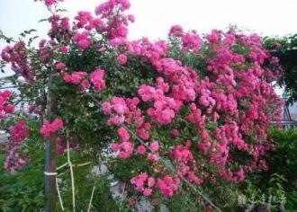 沭阳又增花木3万亩