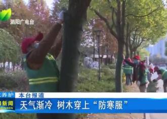 天气渐冷　树木穿上“防寒服”
