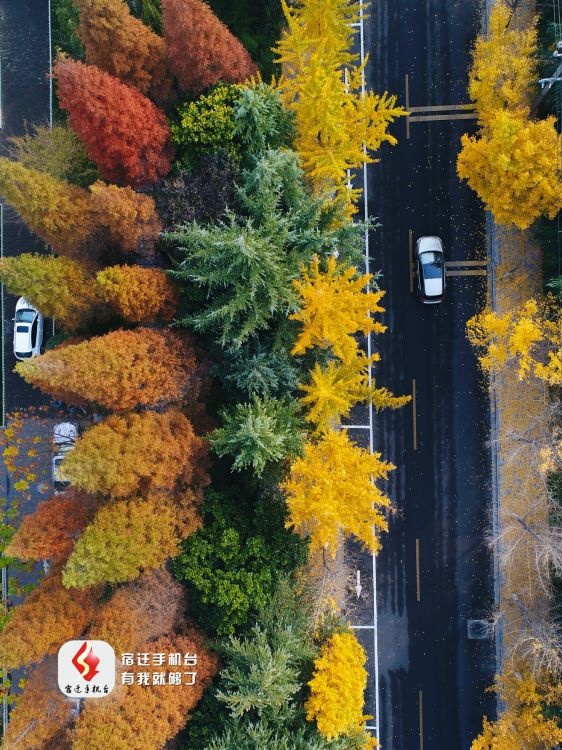 千岛湖路落叶景观.jpg